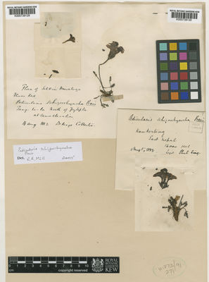 Kew Gardens K000739129:  King's collector [s.n.] India