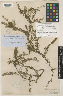 Kew Gardens K000843446:  Mueller, F.J.H.von [s.n.] Australia