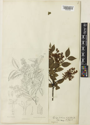 Kew Gardens K000901651:  s.coll. [s.n.]