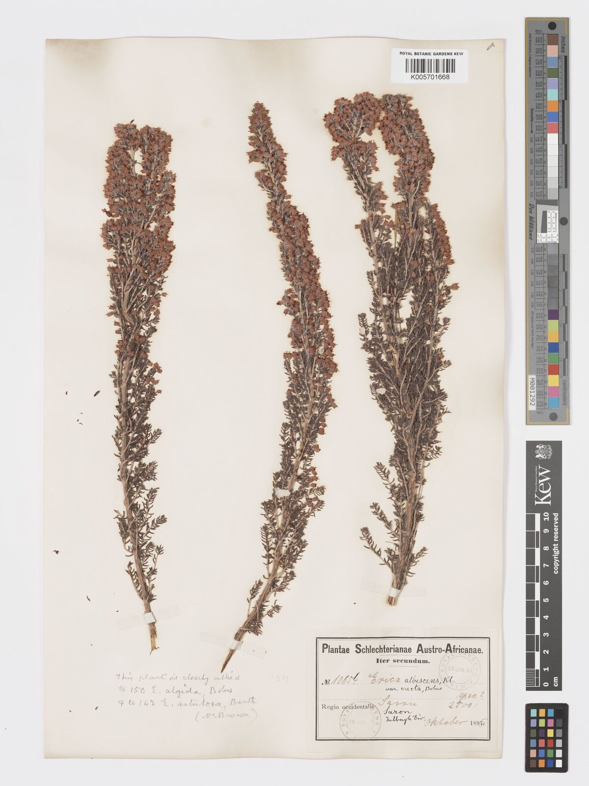 Erica albescens