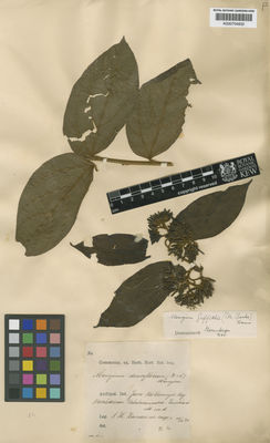 Kew Gardens K000704832:  Koorders, S.H. [15691] Indonesia