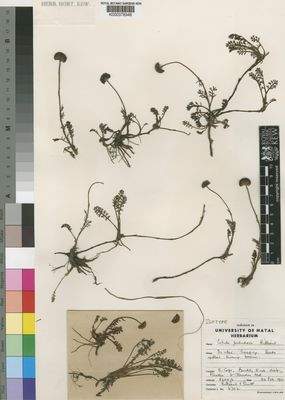 Kew Gardens K000378348:  Hilliard, O.M.; Burtt, B.L. [6702] South Africa