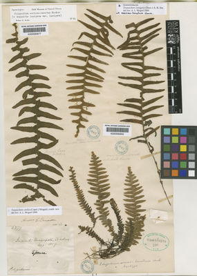 Kew Gardens K000590677:  Spruce, R. [5277] Ecuador