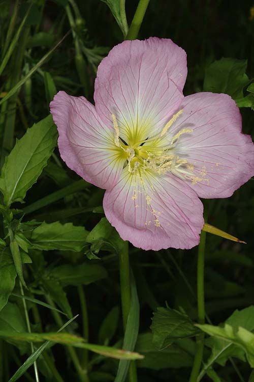 © copyright of the Board of Trustees of the Royal Botanic Gardens, Kew.