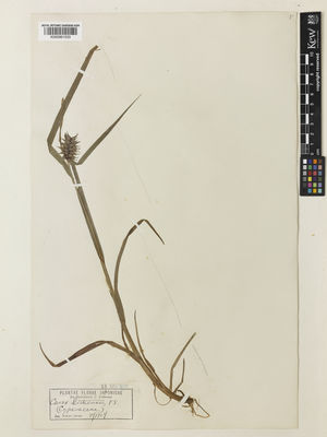 Kew Gardens K000961033:  Terasaki, T. [s.n.] Japan