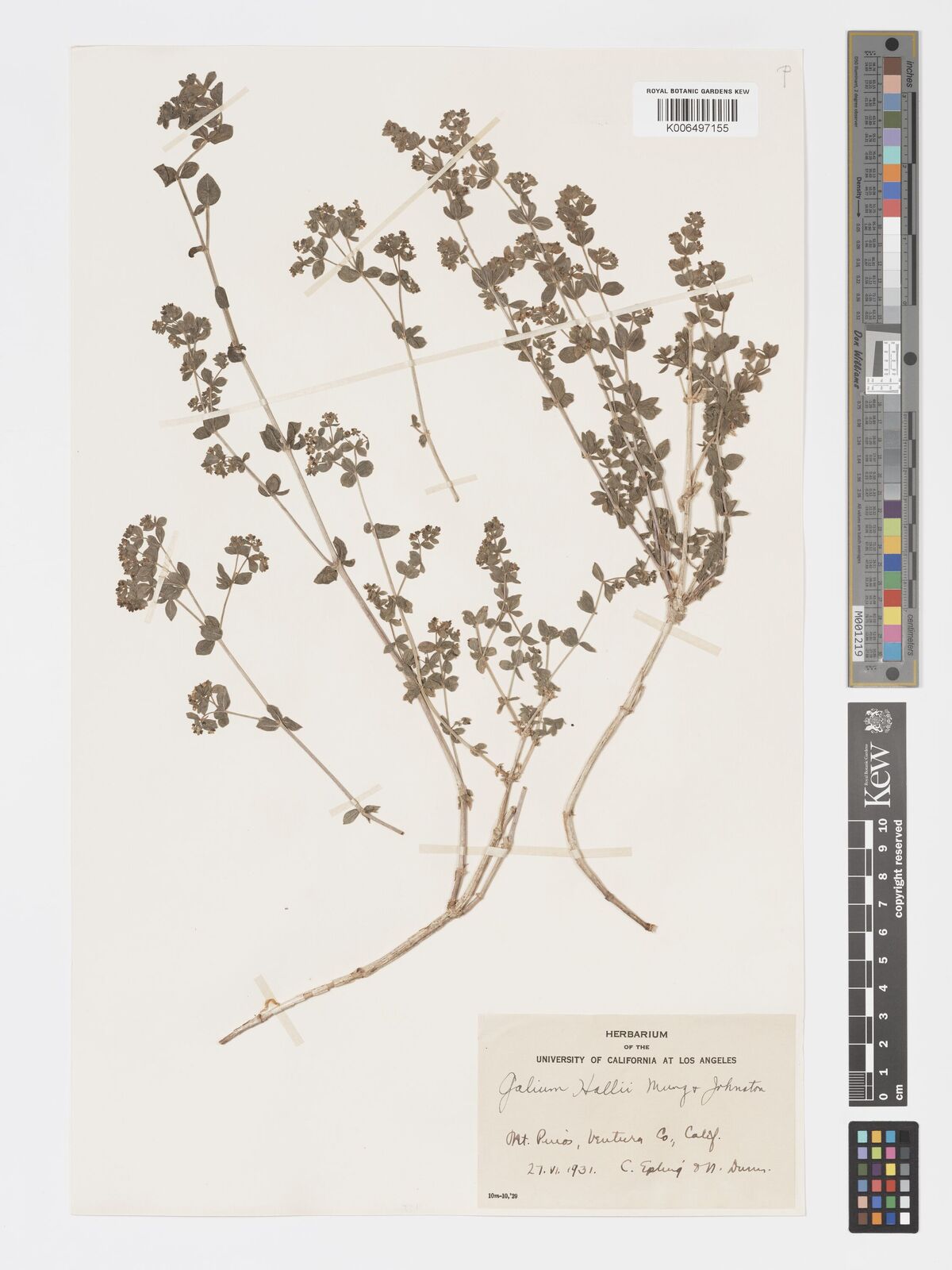 Galium hallii