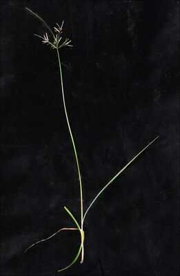 Cyperus rotundus L. | Plants of the World Online | Kew Science