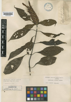 Kew Gardens K000534485:  Triana, J. [s.n.] Colombia