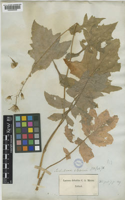 Kew Gardens K000808096:  s.coll. [494]