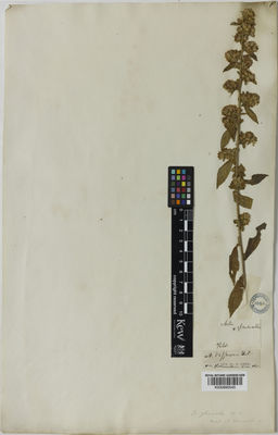 Kew Gardens K000890545:  s.coll. [s.n.] United States