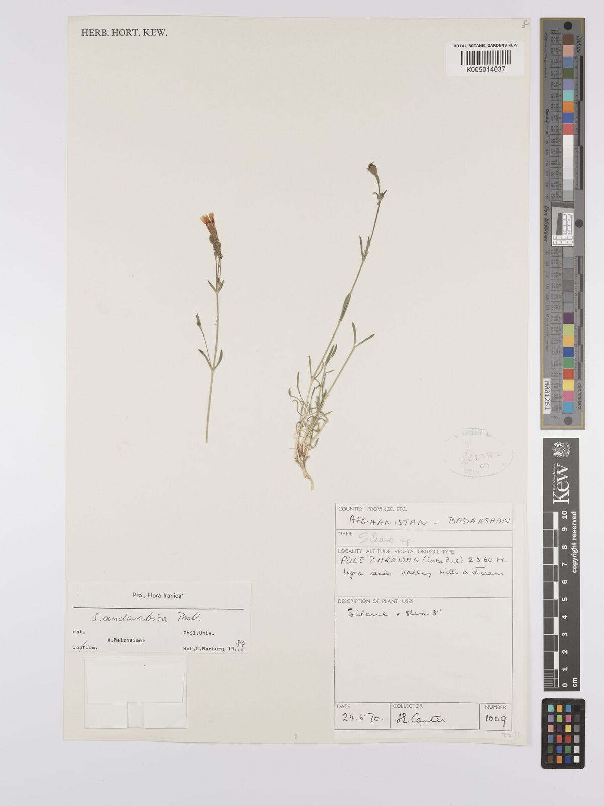 Silene andarabica