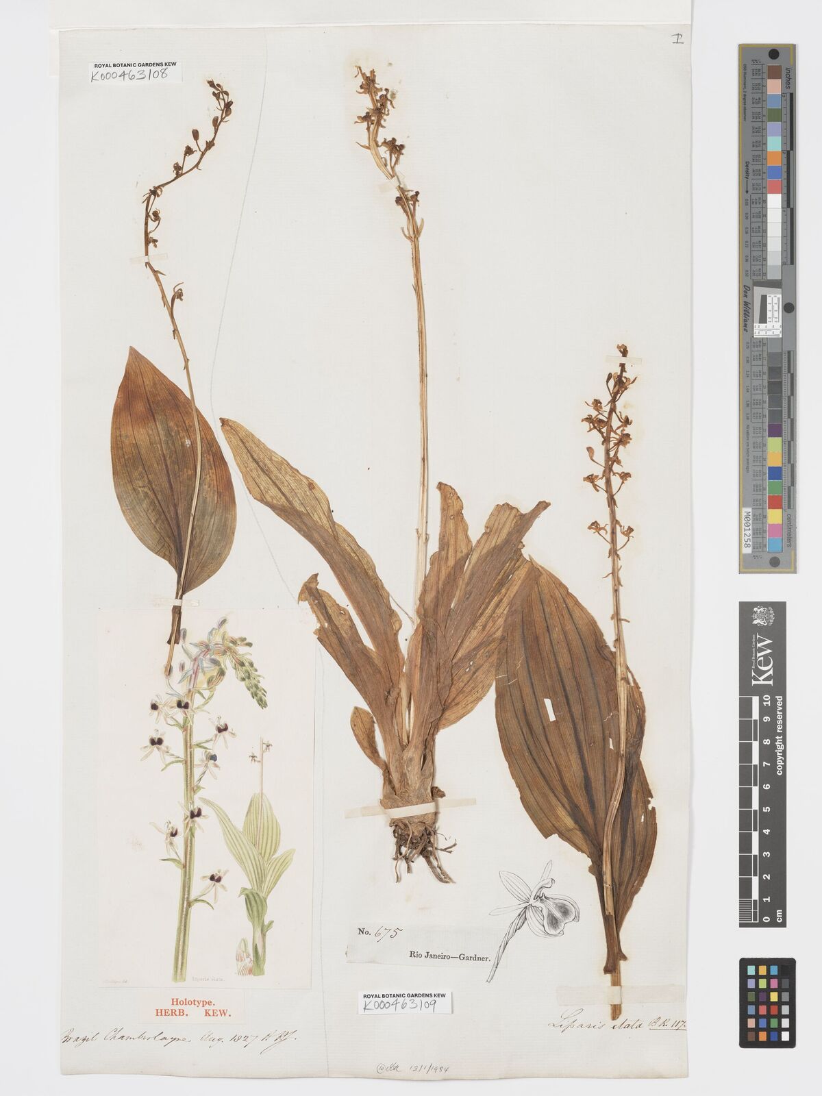 Kew Gardens K000463108:  Chamburlayne [s.n.] Brazil