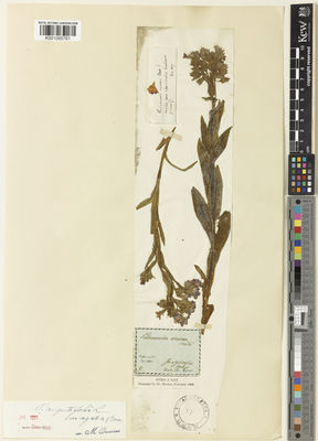 Kew Gardens K001085761:  Besser, W. [s.n.]