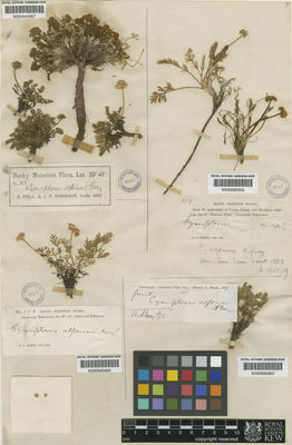 Kew Gardens K000685860:  Greene [s.n.] United States