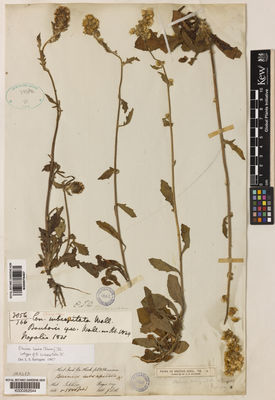 Kew Gardens K000978467:  s.coll. [3056] Nepal