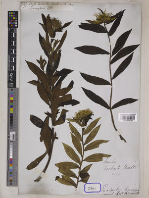 Kew Gardens K001118280:  Blinkworth, R. [Cat. no. 2961] India