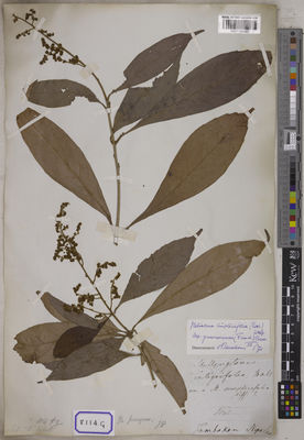 Kew Gardens K001128991:  Wallich, N. [Cat. no. 8114] Nepal