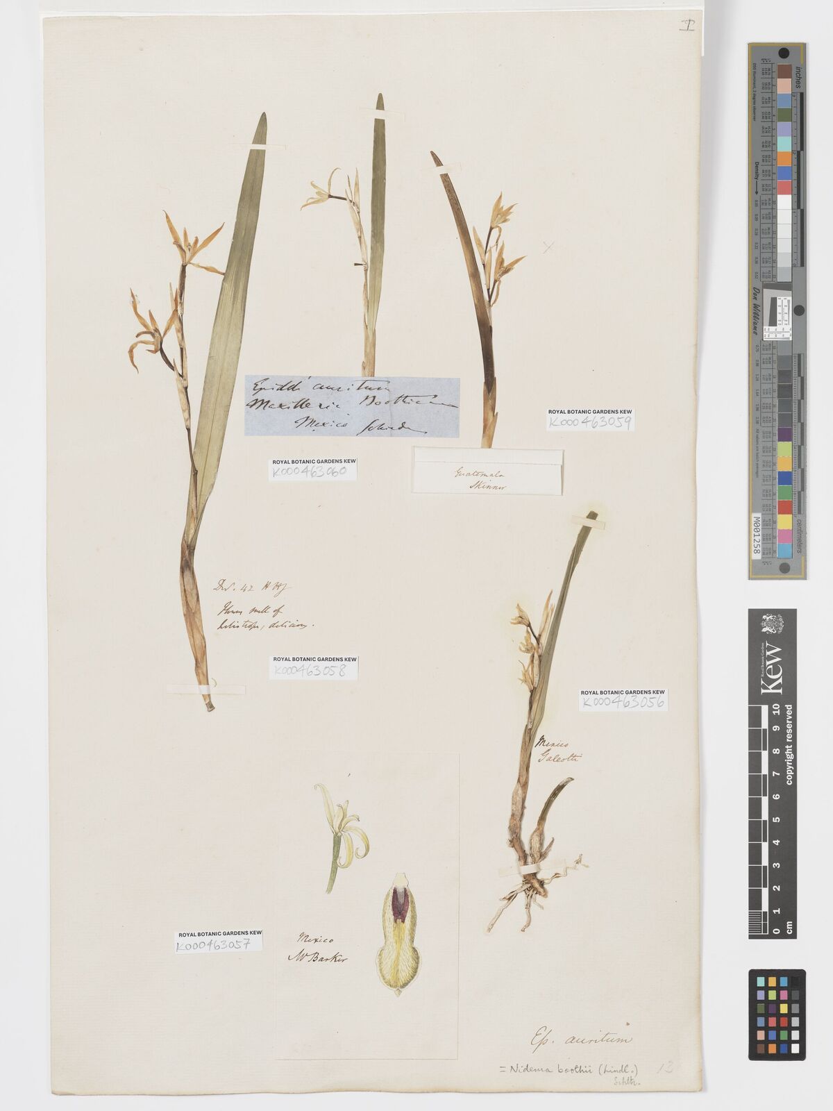 Kew Gardens K000463059:  Skinner [s.n.] Guatemala