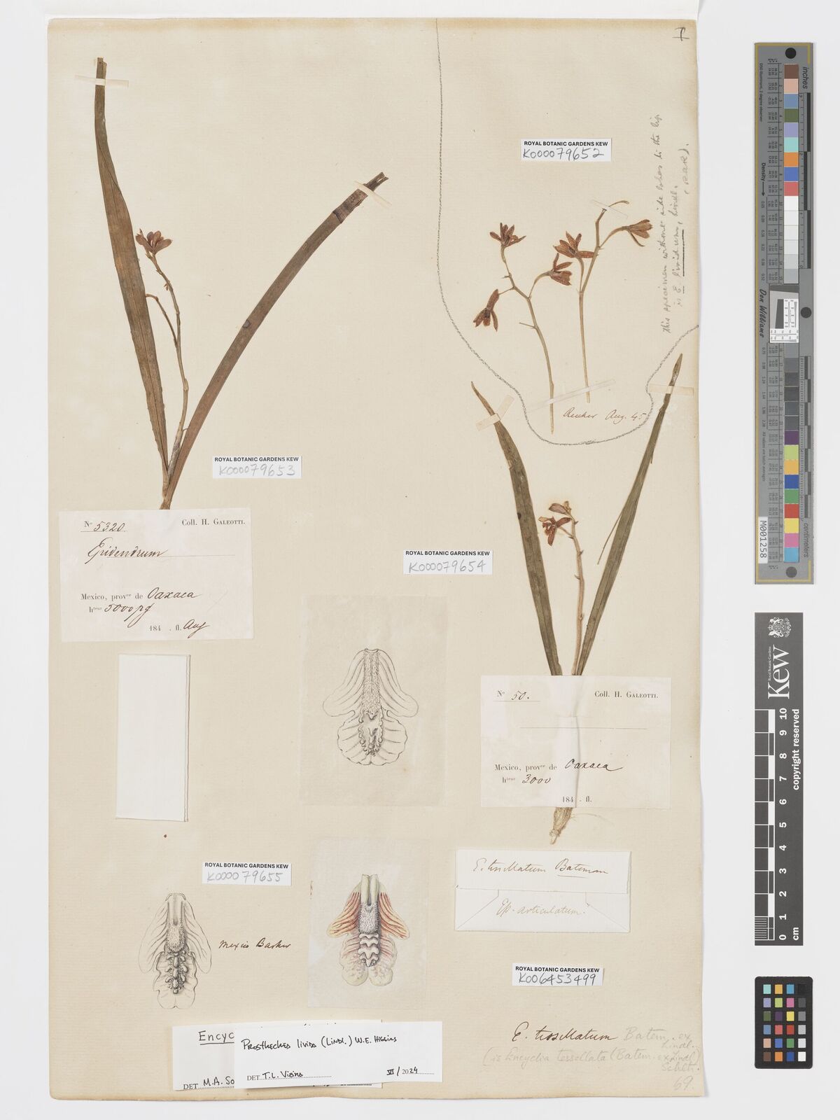 Kew Gardens K000079655:  Barker [s.n.] Mexico
