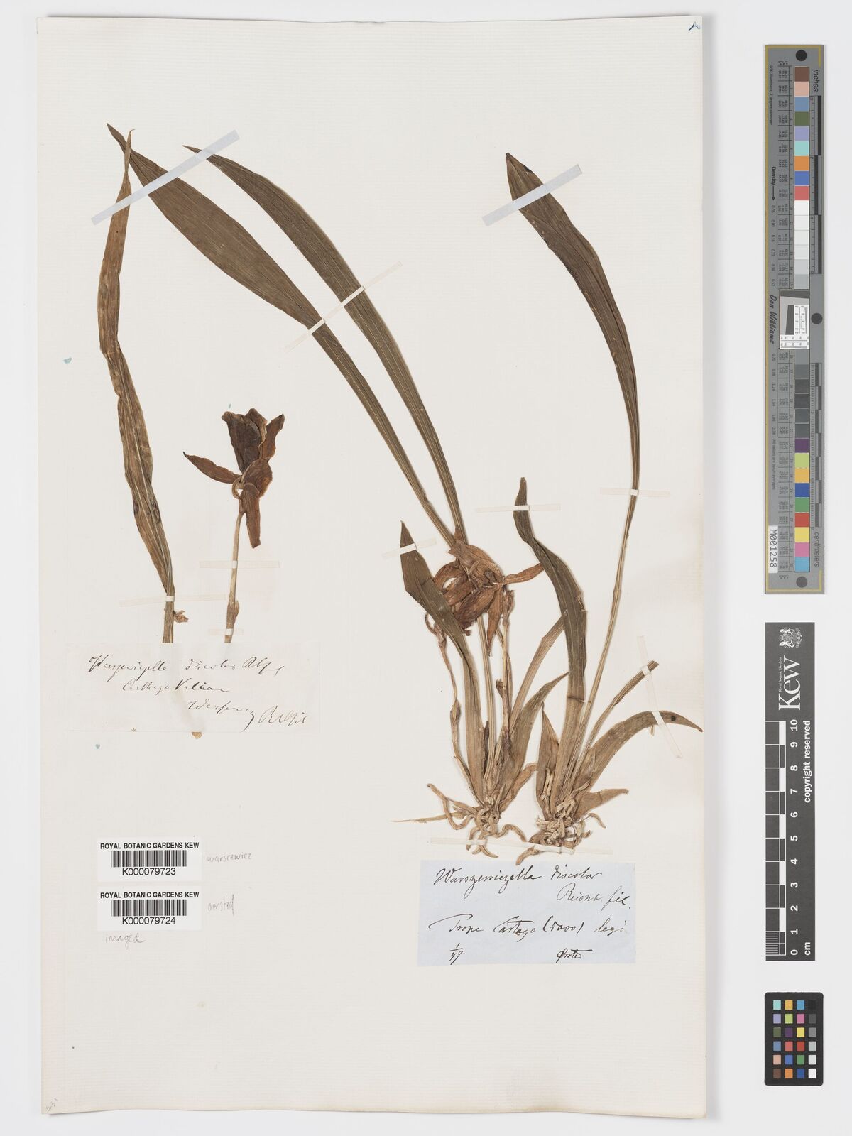 Kew Gardens K000079724:  Oersted, A.S. [s.n.] Costa Rica