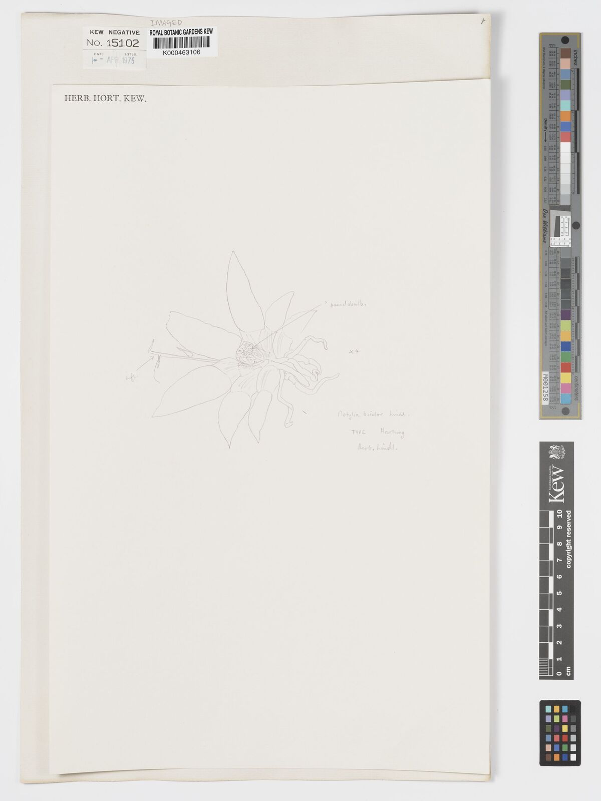 Kew Gardens K000463106:  Hartweg [s.n.] Guatemala