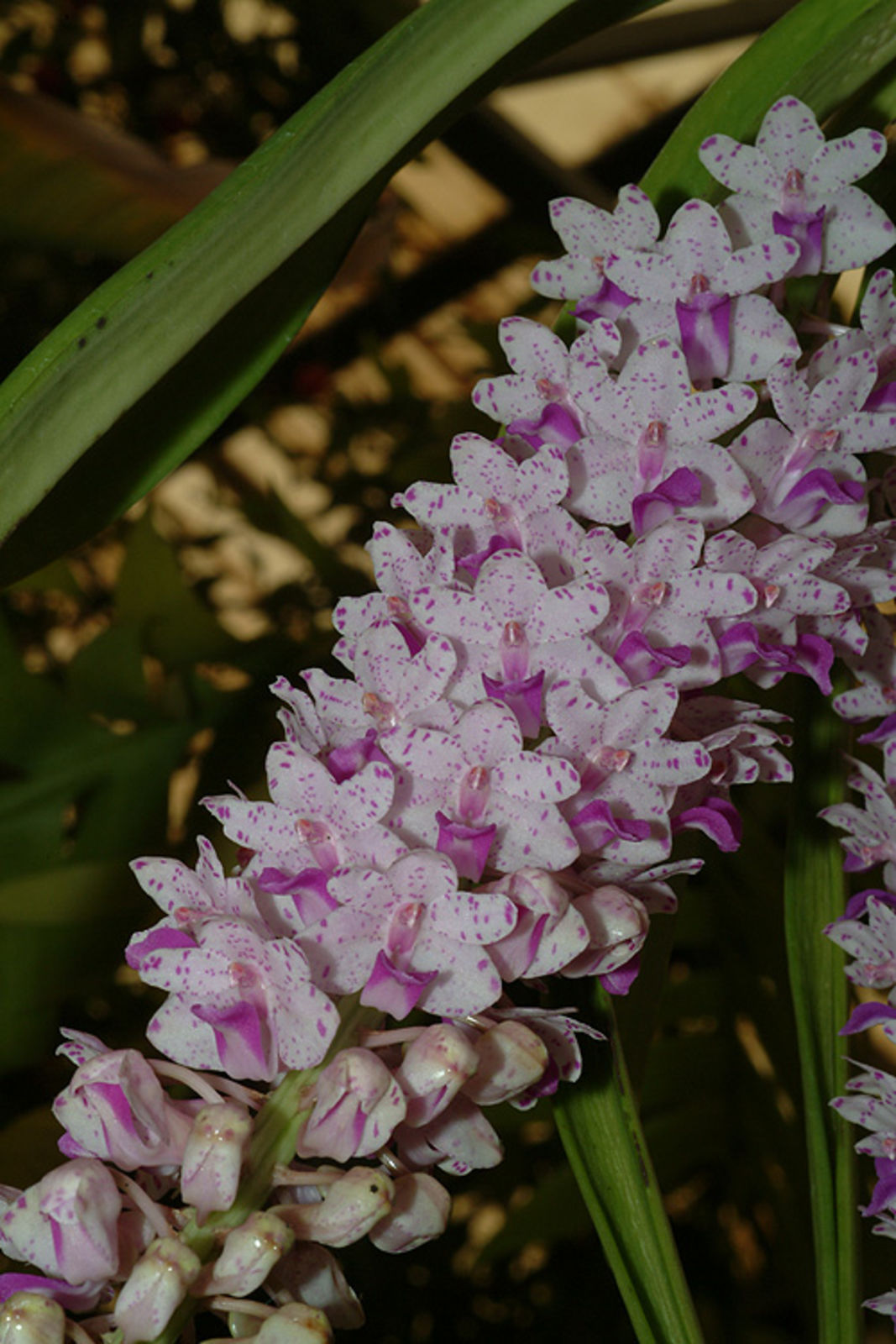 Details about   Rhynchostylis Retusa alba white Orchid Plant Species Blooming CITES PHYTO 