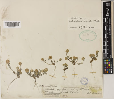 Kew Gardens K000899471:  Oldfield, A.F. [s.n.] Australia