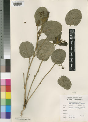 Kew Gardens K000419677:  Germain, R. [632] Congo, Republic of the