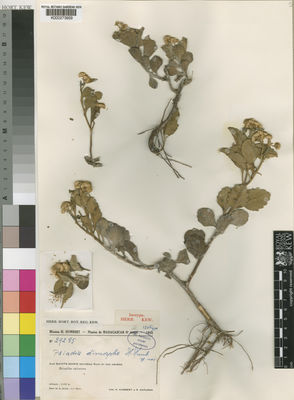 Kew Gardens K000273959:  Humbert, H.; Capuron, R. [29285] Madagascar