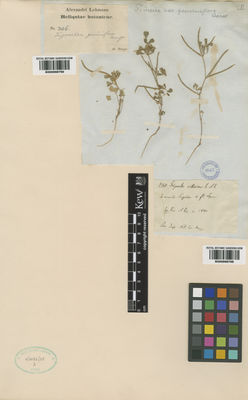 Kew Gardens K000998798:  Karelin, G.S.; Kirilov, I.P. [1350] Kazakhstan