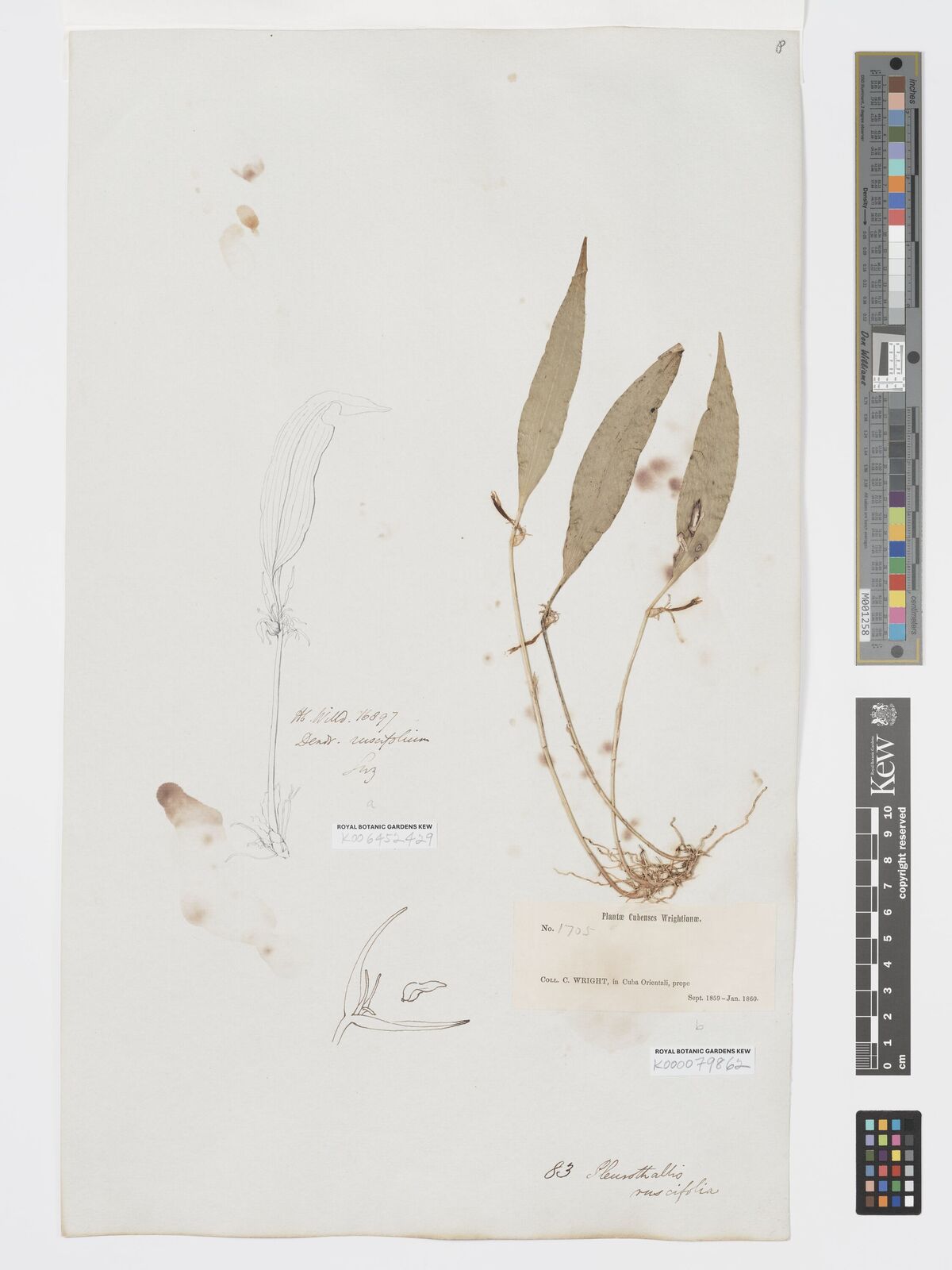 Kew Gardens K000079862:  Wright, C. [1705] Cuba