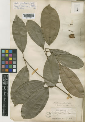 Kew Gardens K000485601:  Poeppig [s.n.] French Guiana