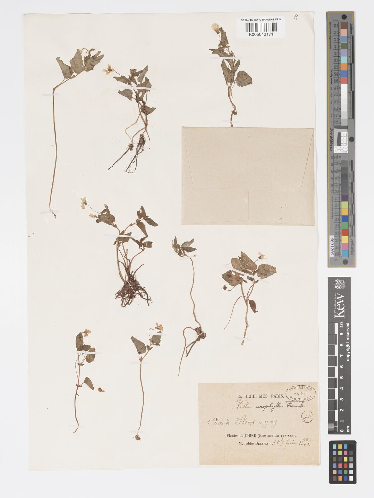 Viola urophylla