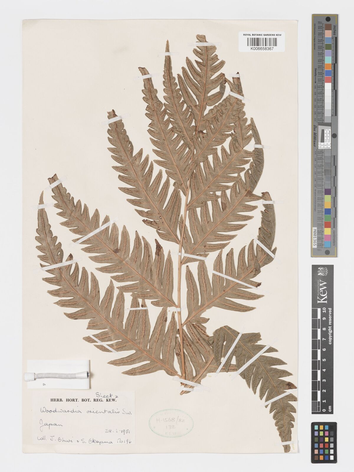 Woodwardia orientalis