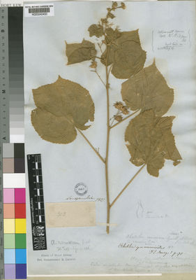 Kew Gardens K000240400:  Senegambia [s.n.]