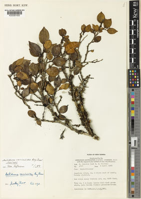 Kew Gardens K000061632:  Schodde, R.; Craven, L.A. [4840] Papua New Guinea