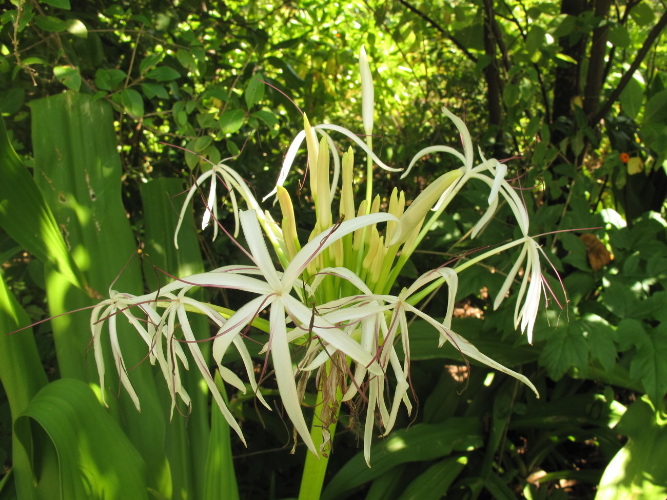 Crinum asiaticum var. asiaticum  Plants of the World Online  Kew 