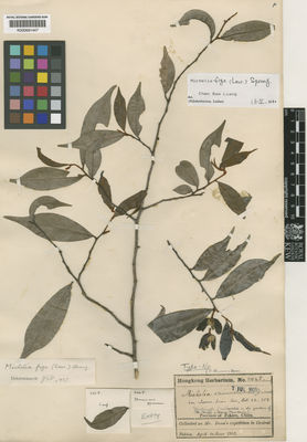 Kew Gardens K000681447:  Dunn, S.T. [s.n.] China