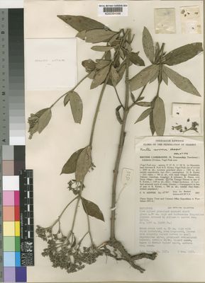 Kew Gardens K000394988:  Hepper, F.N. [1535] Nigeria