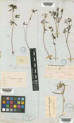 Kew Gardens K000253854:  Herb.[Euph.] Vien [1671] Brazil