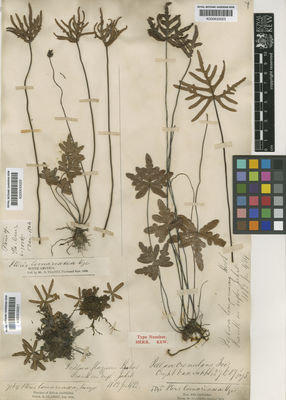 Kew Gardens K000633023:  s.coll. [5345] Brazil