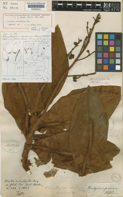 Kew Gardens K000602421:  Jervise [s.n.] Colombia