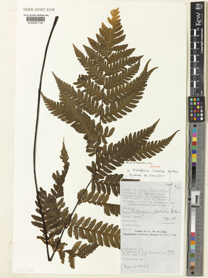 Kew Gardens K000427745:  Price, M.G.; Hernaez, B.F. [399] Philippines