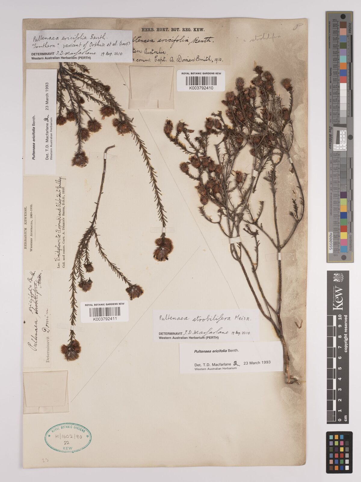 Pultenaea strobilifera thumbnail
