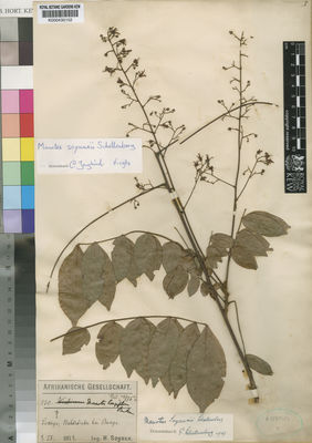 Kew Gardens K000430152:  Soyaux, H. [120] Congo, Democratic Republic of the