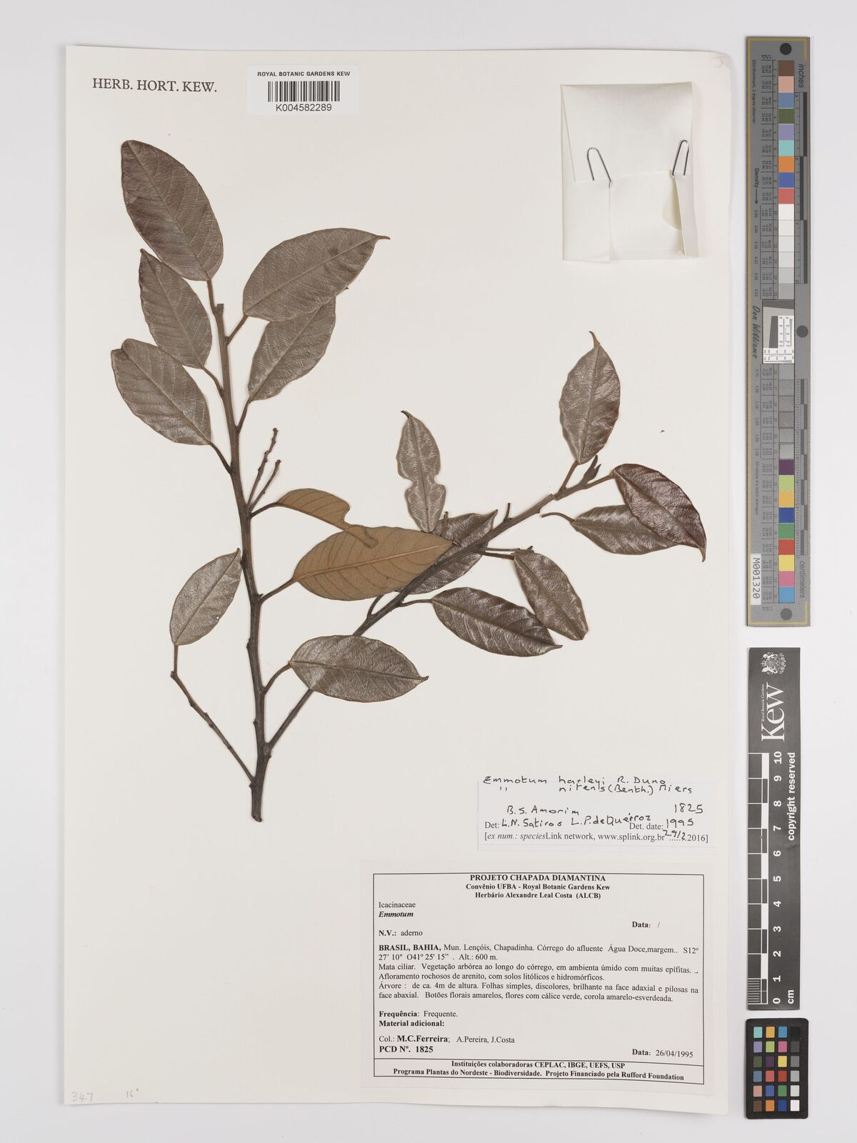 Metteniusaceae Emmotum harleyi R.Duno | Plants of the World Online | Kew Science