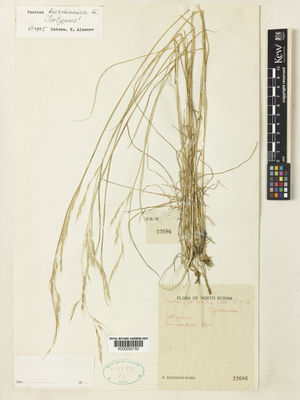 Kew Gardens K000032150:  Kingdon-Ward, F. [22686] Burma