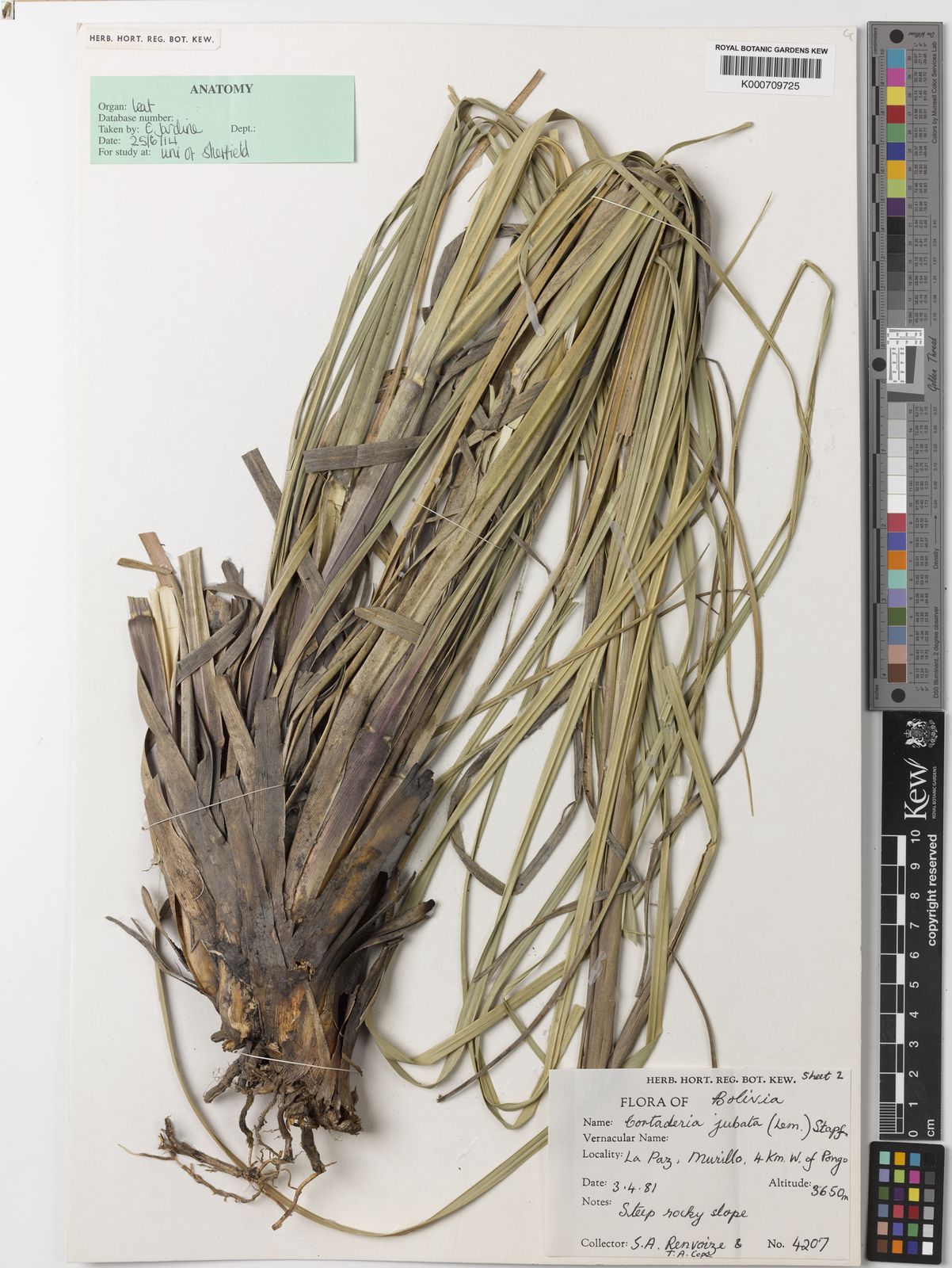 Cortaderia jubata (Lemoine) Stapf | Plants of the World Online | Kew Science