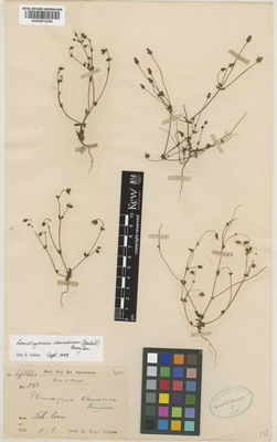 Kew Gardens K000872390:  Dr King's Collector [581]