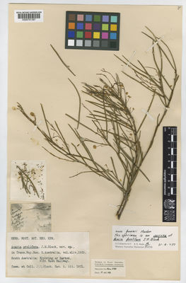 Kew Gardens K000791397:  Black, J.M. [s.n.] Australia